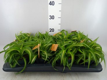 Chlorophytum com. 'Bonie'