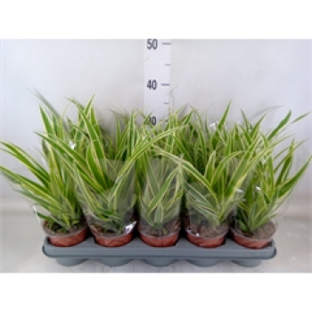 Chlorophytum com. 'Vittatum'