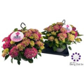 Hydrangea "Table-Tensia" Ampel pink