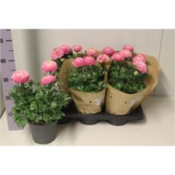 Ranunculus  rosa