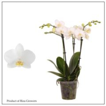 Phalaenopsis 3+ Rispen weiß