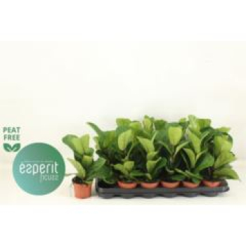 Ficus lyrata 'Bambino'