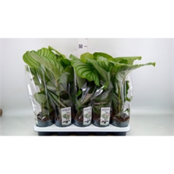 Calathea orbifolia