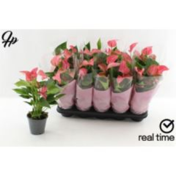 Anthurium andr. rosa