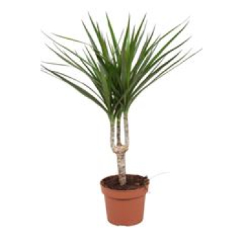 Dracaena marg.