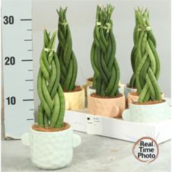 Sansevieria cyl. geflochten im Übertopf