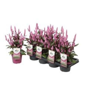 Celosia spic. 'Wild Pink'