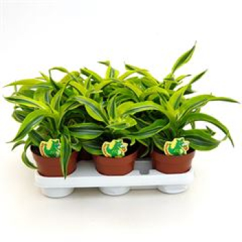 Dracaena frag. 'Lemon Surprise'