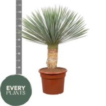 Yucca rostrata