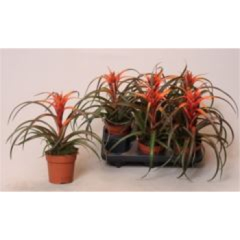 Tillandsia capitata 'Hermosa'