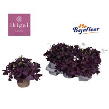 Oxalis triangularis rot