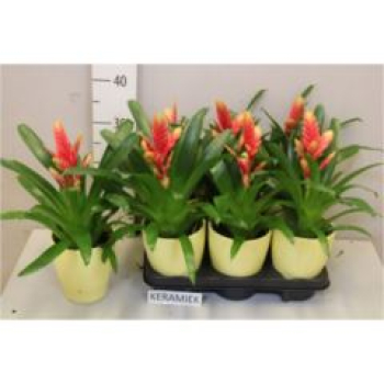 Vriesea 'Madonna' im Übertopf