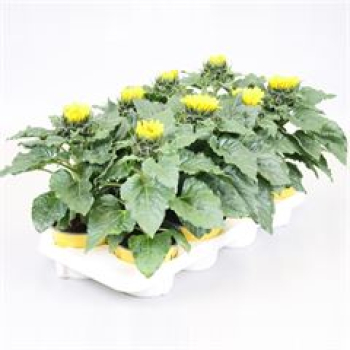 Helianthus annuus