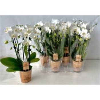 Phalaenopsis "Cascade" midi weiß