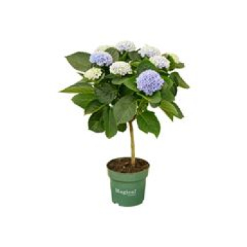 Hydrangea 'Magical Revolution' Stamm blau