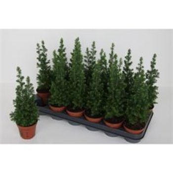 Chamaecyparis thyo. 'Top Point'