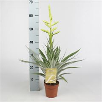 Tillandsia oerstediana