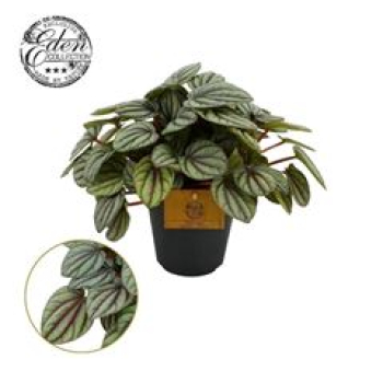 Peperomia Mistique