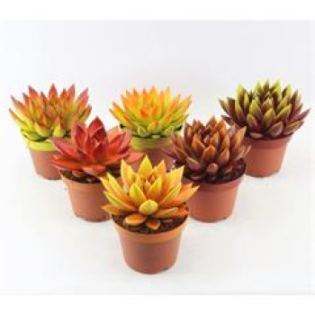 Echeveria 'Miranda' gefärbt