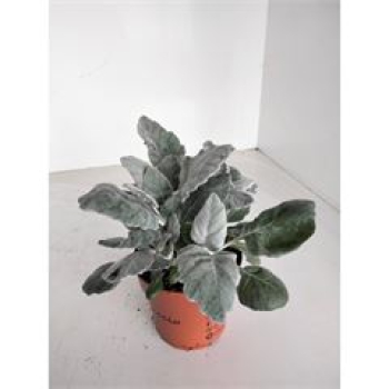 Senecio "New Look"