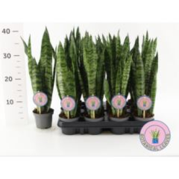 Sansevieria zeylanica