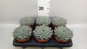 Echeveria pulidonis 'Sky Pearl'