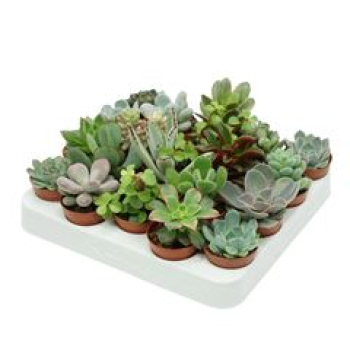 Mini Succulenten Mix
