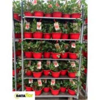 Fragaria Ampel