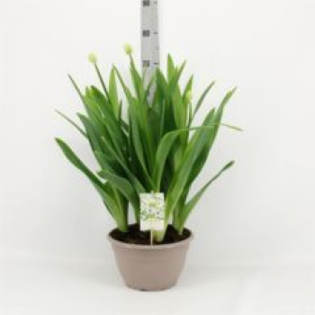 Ornithogalum saundersiae