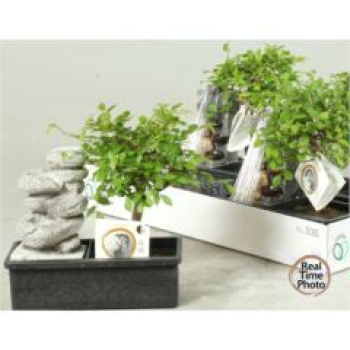 Bonsai mit Brunnen gemischt