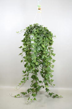 Hedera helix 'Pittsburgh' Amp.