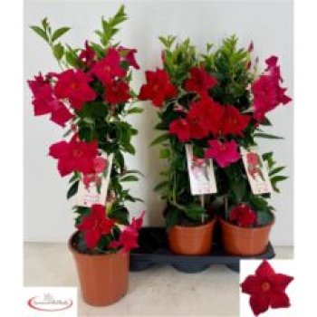 Mandevilla Pyramide rot