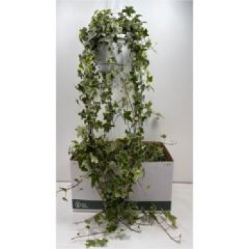 Hedera helix 'Goldchild' Ampel