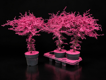 Corokia gefärbt XXL Pink + Glitter