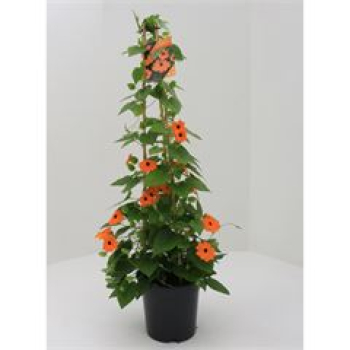 Thunbergia alata Pyramide orange