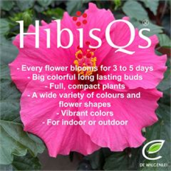Hibiscus rosa-sin.