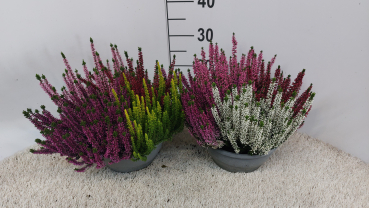 Calluna Quattro Schale