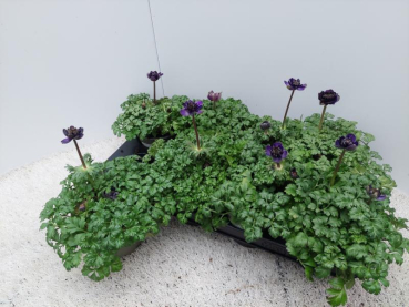 Anemone coronaria blau