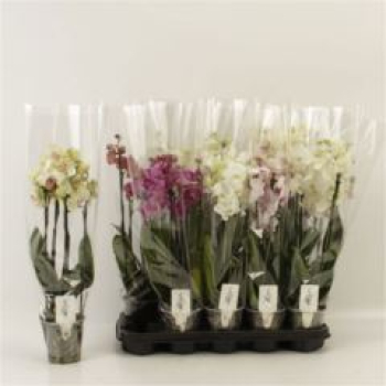 Phalaenopsis 4 Rispen Mix