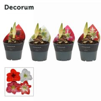 Hippeastrum 2 Knospen Mix
