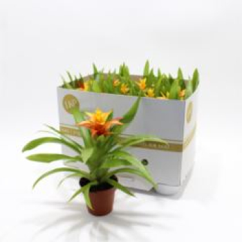 Guzmania 'Flava'