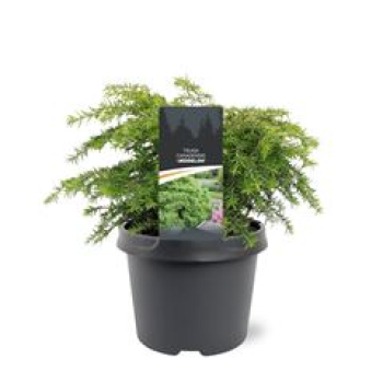 Tsuga canadensis 'Jeddeloh'