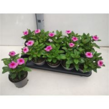 Catharanthus ros. pink