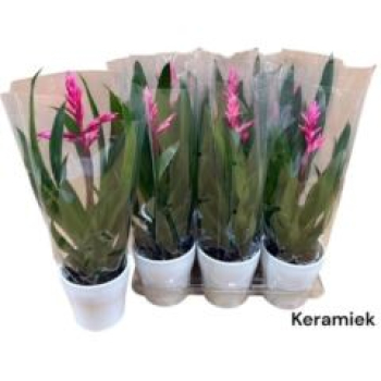 Guzmania 'Claire'mit Übertopf