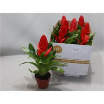 Vriesea 'Kallisto P' rot