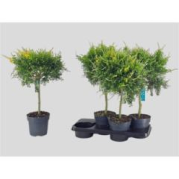 Genista spachiana-Stamm