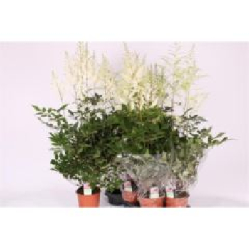 Astilbe weiß