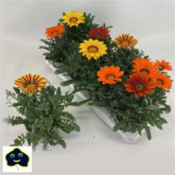 Gazania Mix