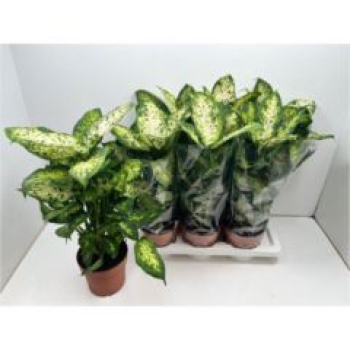 Dieffenbachia 'Mars'