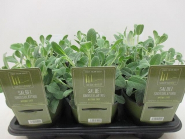 SunnyHerbs - Salbei großblättrig
